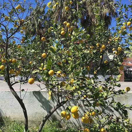 Botanic * Dalyan
