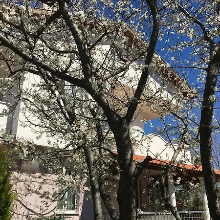 Botanic فيلة